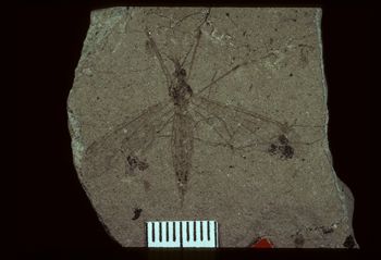 Media type: image;   Entomology PALE-1324 Aspect: full
